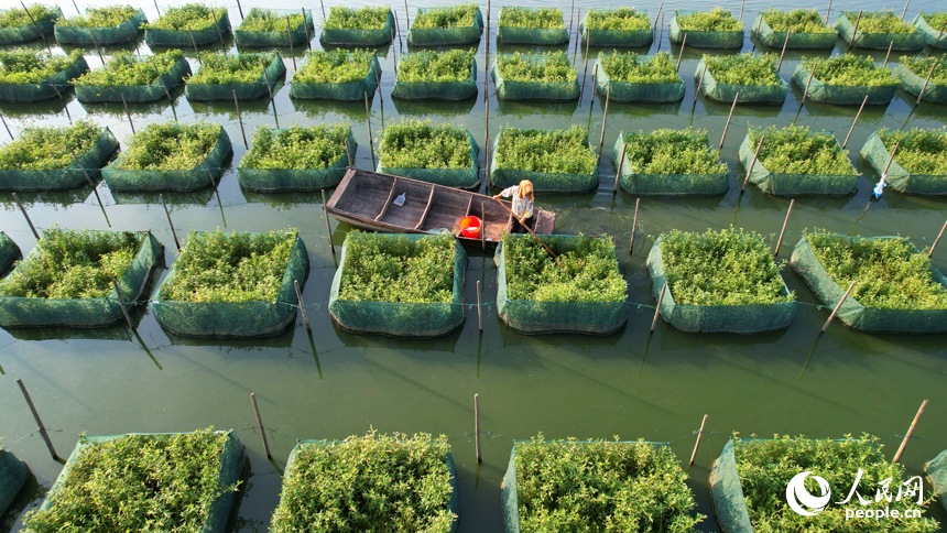 東方村鱔魚生態養殖基地，養殖戶劃著小船管護網箱里飼養的鱔魚。人民網記者 毛思遠攝
