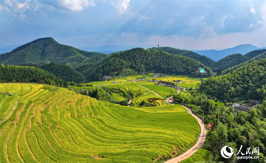 贛州市崇義縣上堡鄉，梯田依山蜿蜒、層層疊疊，在秋風吹拂下，如同掀起層層金色稻浪。人民網 朱海鵬攝