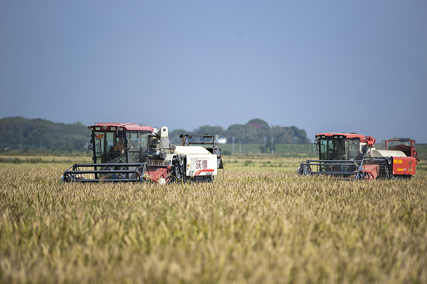 當地農戶搶抓晴好天氣收割稻谷，田間地頭一派繁忙的秋收景象。潘成攝