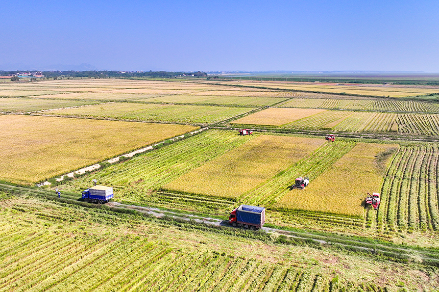 當地農戶搶抓晴好天氣收割稻谷，田間地頭一派繁忙的秋收景象。潘成攝