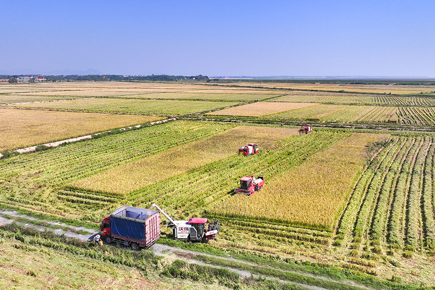 當地農戶搶抓晴好天氣收割稻谷，田間地頭一派繁忙的秋收景象。潘成攝