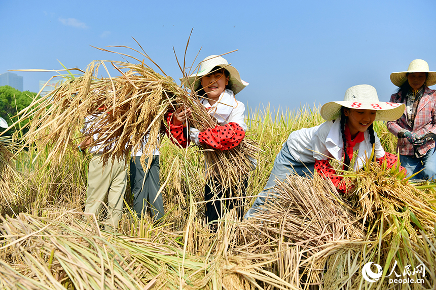 學生們化身“小農夫”，在九洲公園“一畝三分地”的稻田里親身參與秋收。人民網記者 時雨攝