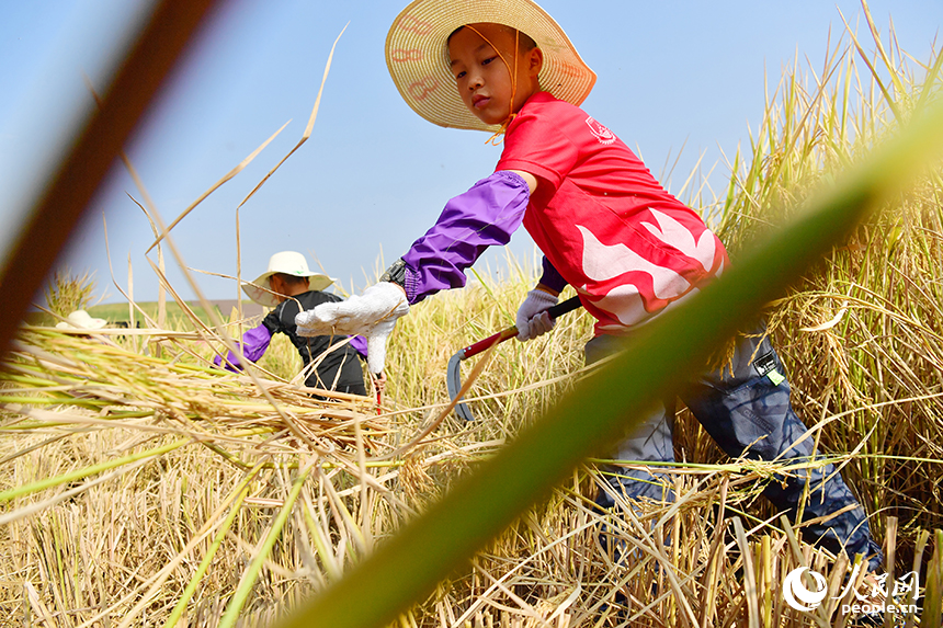 學生們化身“小農夫”，在九洲公園“一畝三分地”的稻田里收割水稻。人民網記者 時雨攝