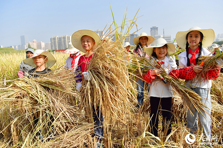 在九洲公園“一畝三分地”的稻田里，學生們展示收割的水稻。人民網記者 時雨攝