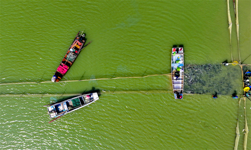 漁民們趁著晴好天氣開啟秋捕作業。潘成攝