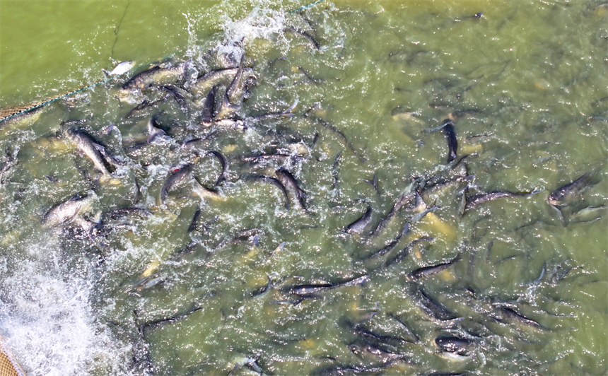 漁民們趁著晴好天氣開啟秋捕作業。潘成攝