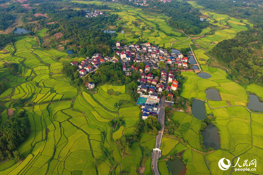 金黃的稻谷鋪滿鄉村田野，與鱗次櫛比的房屋和蜿蜒的公路相映成景，人民網 朱海鵬攝