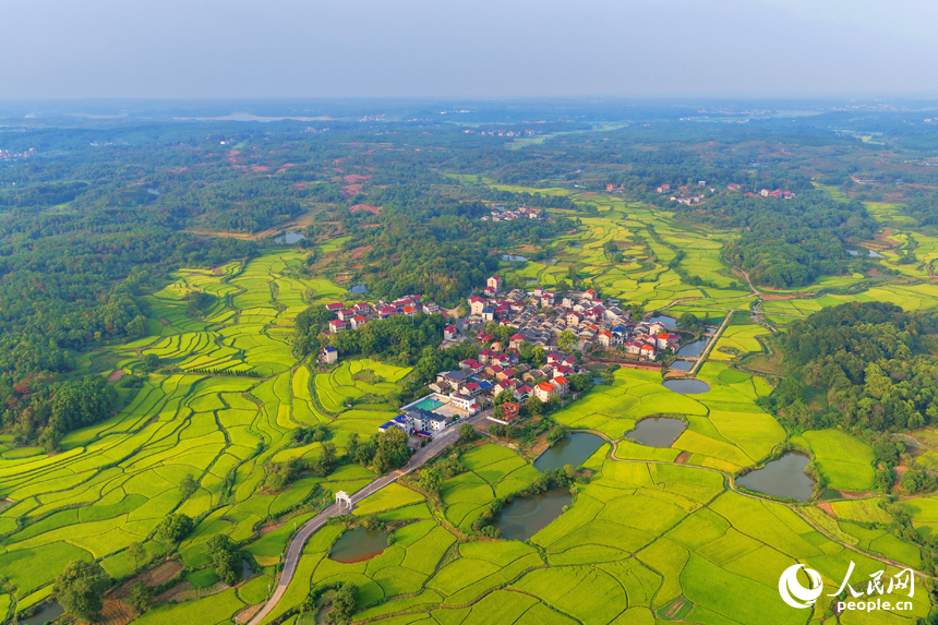 金黃的稻谷鋪滿鄉村田野，與鱗次櫛比的房屋和蜿蜒的公路相映成景，人民網 朱海鵬攝