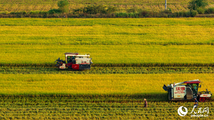 吉水縣水田鄉水田村，村民駕駛收割機在高標準農田里收割晚稻。人民網 朱海鵬攝
