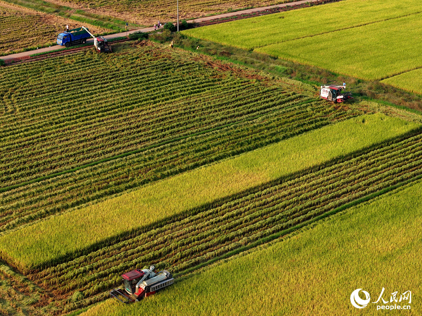 吉水縣水田鄉水田村，村民駕駛收割機在高標準農田里收割晚稻。人民網 朱海鵬攝