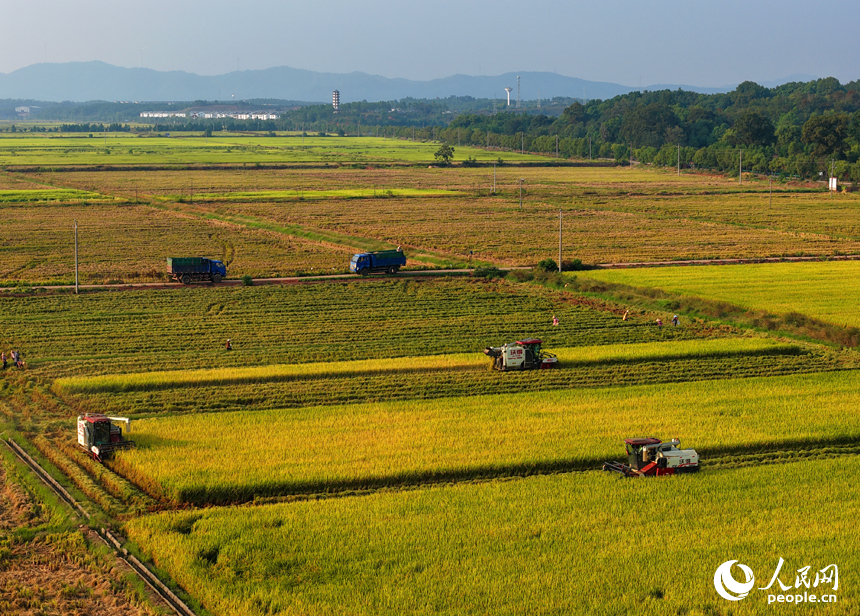 吉水縣水田鄉水田村，村民駕駛收割機在高標準農田里收割晚稻。人民網 朱海鵬攝