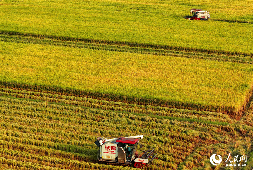 吉水縣水田鄉水田村，村民駕駛收割機在高標準農田里收割晚稻。人民網 朱海鵬攝