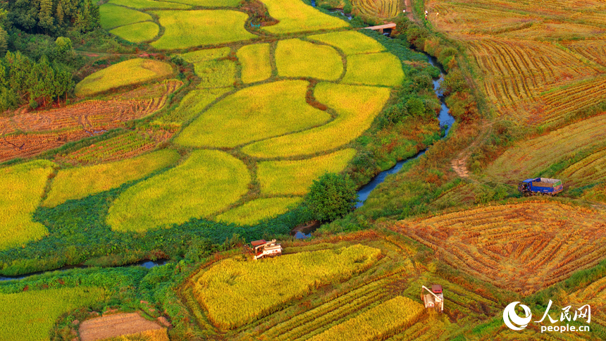金色稻田、錯落村舍、連綿群山相映成趣，構成一幅秋收時節獨特的“豐”景畫卷。人民網 朱海鵬攝