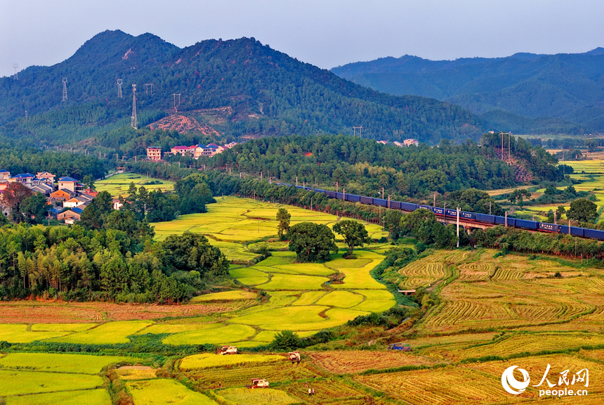 金色稻田、錯落村舍、連綿群山相映成趣，構成一幅秋收時節獨特的“豐”景畫卷。人民網 朱海鵬攝