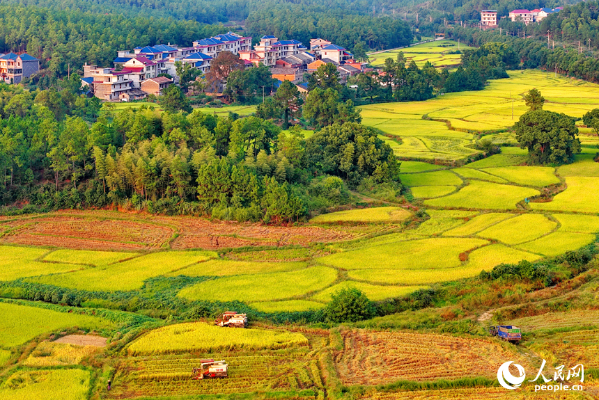 金色稻田、錯落村舍、連綿群山相映成趣，構成一幅秋收時節獨特的“豐”景畫卷。人民網 朱海鵬攝