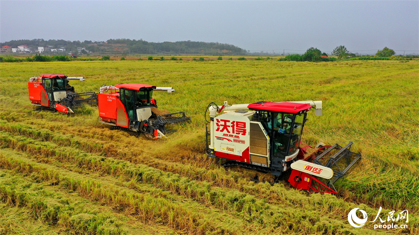 九江市彭澤縣芙蓉農場，數臺收割機正開足馬力來回收割稻谷。人民網 朱海鵬攝