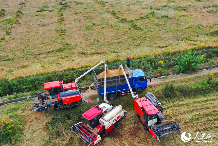 九江市彭澤縣芙蓉農場，數臺收割機正開足馬力來回收割稻谷。人民網 朱海鵬攝