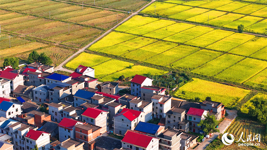 吉安市吉水縣醪橋鎮，高標準農田里稻谷金黃，與山丘、民居相映成景，秋色斑斕。人民網 朱海鵬攝