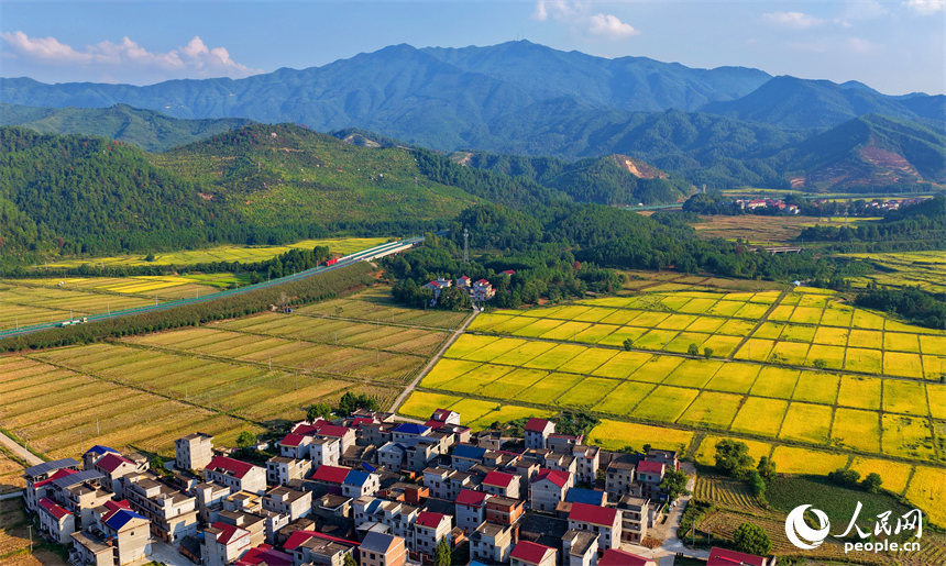 吉安市吉水縣醪橋鎮，高標準農田里稻谷金黃，與山丘、民居相映成景，秋色斑斕。人民網 朱海鵬攝