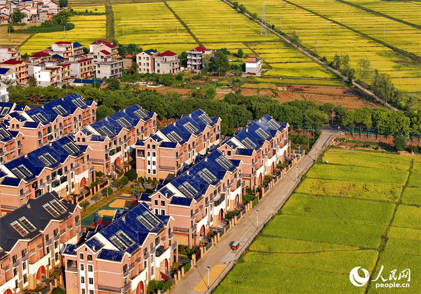 吉安市吉水縣醪橋鎮，高標準農田里稻谷金黃，與山丘、民居相映成景，秋色斑斕。人民網 朱海鵬攝