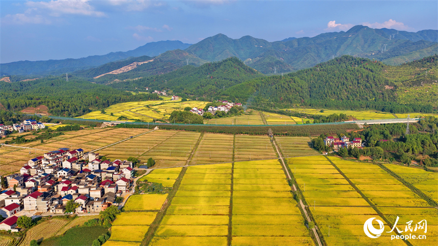 吉安市吉水縣醪橋鎮，高標準農田里稻谷金黃，與山丘、民居相映成景，秋色斑斕。人民網 朱海鵬攝