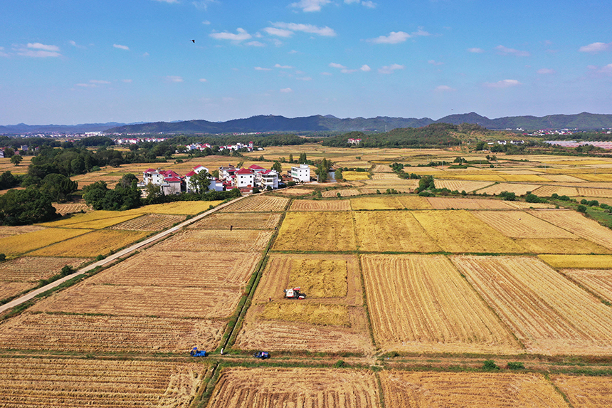 農民駕駛農機收割晚稻。