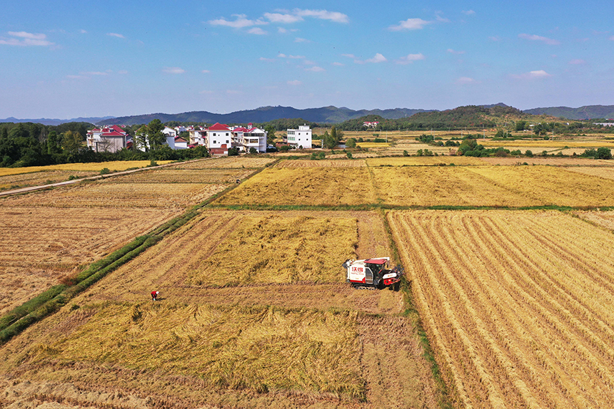 農民駕駛農機收割晚稻。
