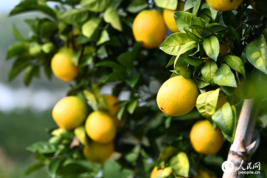 采購商和游客前來洽談臍橙訂單，品嘗臍橙特色美食。人民網 朱海鵬攝