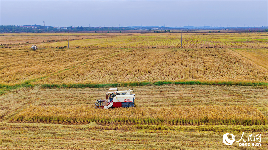 南昌市南昌縣岡上鎮合山村，村民在收割晚稻。人民網 朱海鵬攝