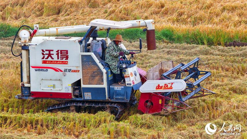 南昌市南昌縣岡上鎮合山村，村民在收割晚稻。人民網 朱海鵬攝