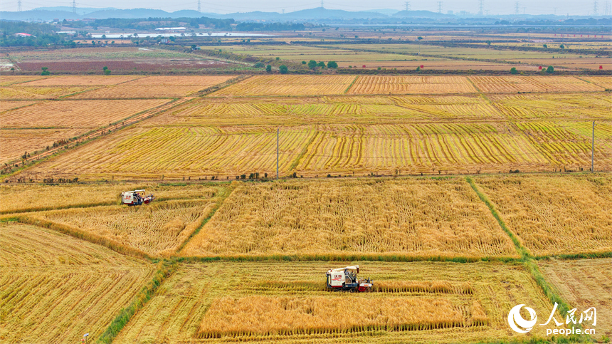 南昌市南昌縣岡上鎮合山村，村民在收割晚稻。人民網 朱海鵬攝