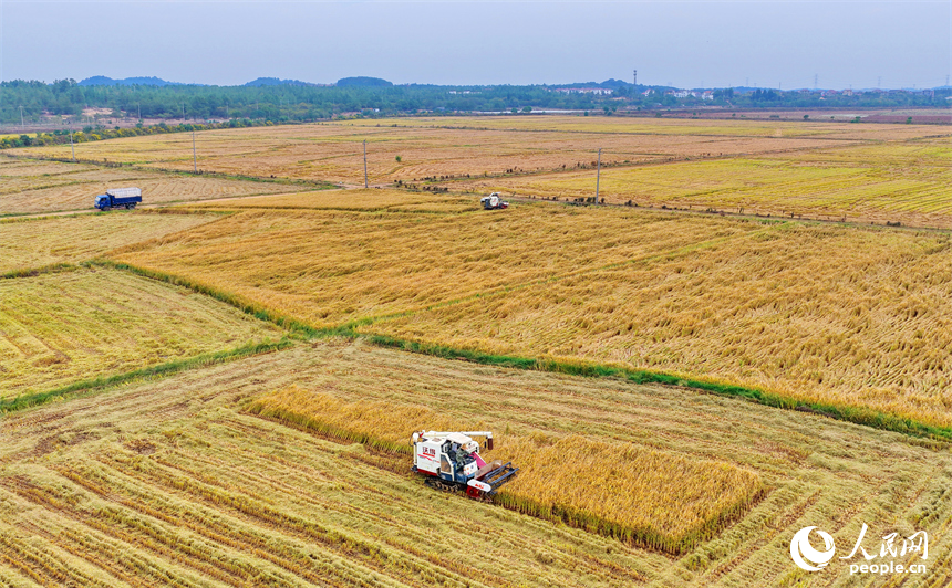 南昌市南昌縣岡上鎮合山村，村民在收割晚稻。人民網 朱海鵬攝