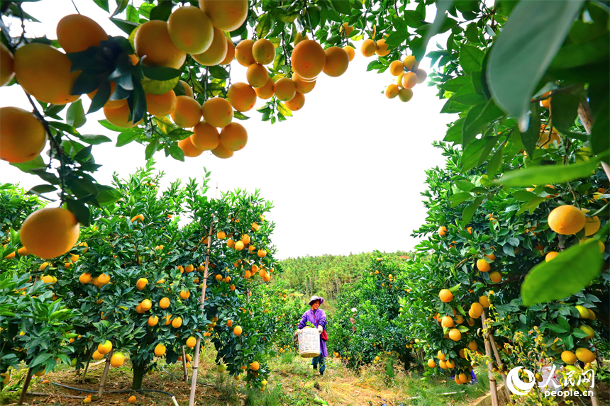 贛州市大余縣池江鎮長江村臍橙種植基地，果農在采摘贛南臍橙。人民網 朱海鵬攝