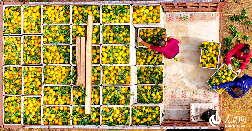 贛州市大余縣池江鎮長江村臍橙種植基地，果農在采摘贛南臍橙。人民網 朱海鵬攝