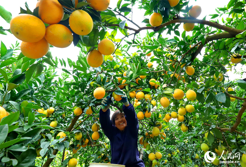 贛州市大余縣池江鎮長江村臍橙種植基地，果農在采摘贛南臍橙。人民網 朱海鵬攝