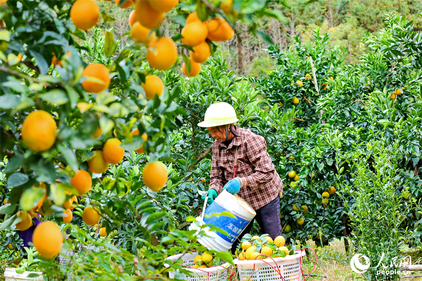 贛州市大余縣池江鎮長江村臍橙種植基地，果農在采摘贛南臍橙。人民網 朱海鵬攝