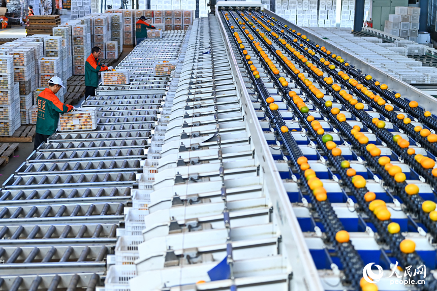 贛州市安遠縣車頭鎮的一家現代農業企業內，智能設備快速運轉，工人在分選裝運臍橙。人民網記者 朱海鵬攝