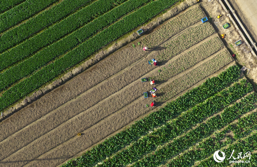 蔬菜基地內，菜農趁睛好天氣開展冬季蔬菜播種與田間管理。人民網記者 毛思遠攝