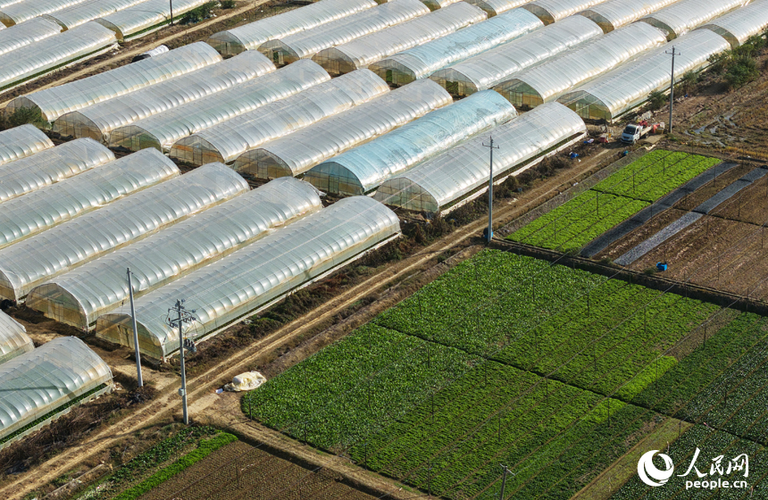 蔬菜基地內，菜地、大棚、道路縱橫交錯。人民網記者 毛思遠攝