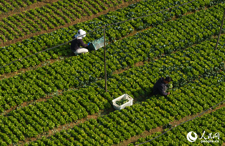蔬菜基地內，菜農趁睛好天氣開展冬季蔬菜播種與田間管理。人民網記者 毛思遠攝