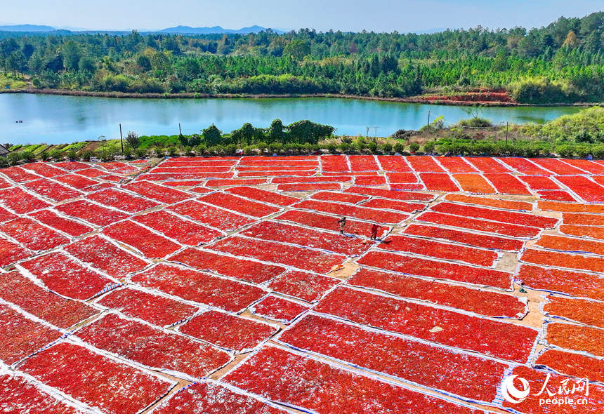 撫州市臨川區河埠鄉油頓村的云中中藥材專業合作社，工人忙著晾曬中藥材黃梔子。人民網記者 朱海鵬攝