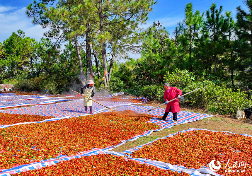 撫州市臨川區河埠鄉油頓村的云中中藥材專業合作社，工人忙著晾曬中藥材黃梔子。人民網記者 朱海鵬攝