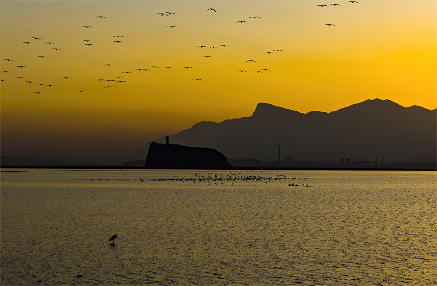 在鄱陽湖湖口鞋山水域濕地，大批越冬候鳥在此集結。李學華攝