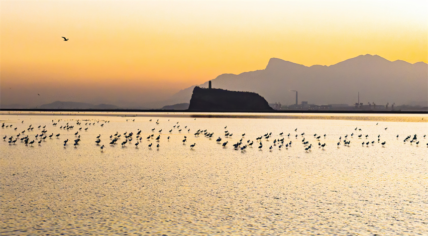 在鄱陽湖湖口鞋山水域濕地，大批越冬候鳥在此集結。李學華攝