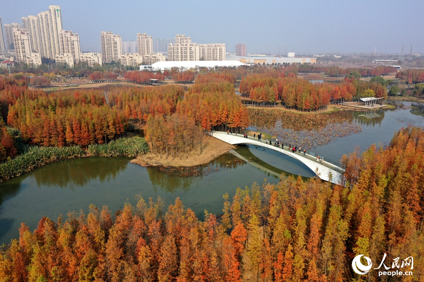 魚尾洲濕地公園內水杉悄然“換裝”，層林盡染，與城市建筑輪廓相映成景。人民網記者 時雨攝