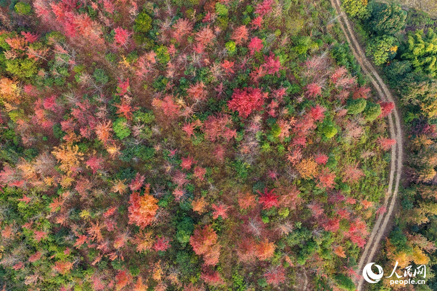 南康區龍回鎮龍東村，綿延山巒與房屋、農田、樹木相互映襯，構成一幅色彩繽紛的冬日鄉村畫卷，吸引眾多游客前來游玩。人民網記者 朱海鵬攝
