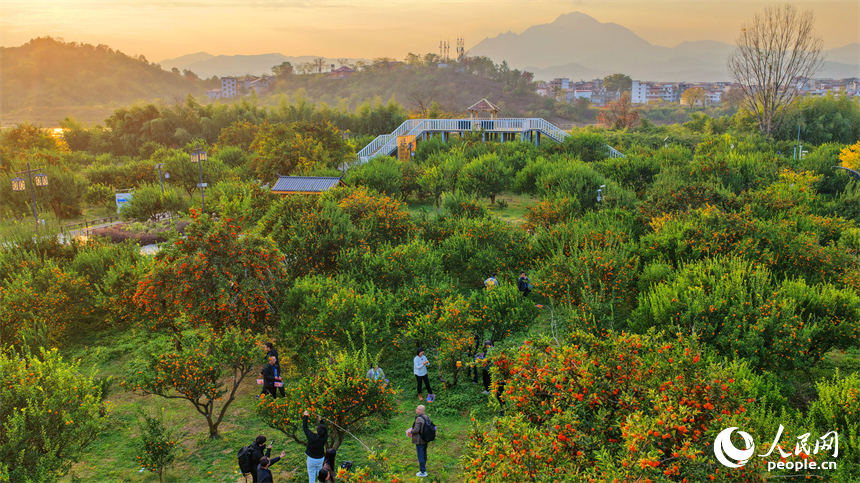 撫州市南豐縣琴城鎮的一處蜜桔種植基地，游客在采摘南豐蜜桔。人民網記者 朱海鵬攝