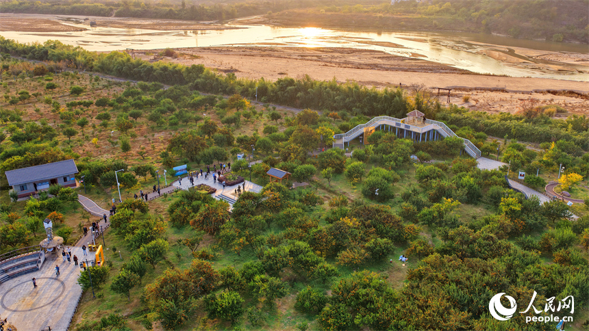 撫州市南豐縣琴城鎮的一處蜜桔種植基地，游客在采摘南豐蜜桔。人民網記者 朱海鵬攝