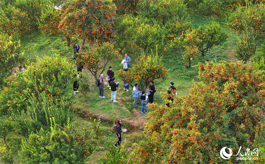 撫州市南豐縣琴城鎮的一處蜜桔種植基地，游客在采摘南豐蜜桔。人民網記者 朱海鵬攝