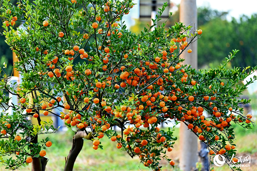 撫州市南豐縣琴城鎮的一處蜜桔種植基地，游客在采摘南豐蜜桔。人民網記者 朱海鵬攝